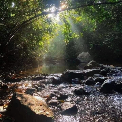 Kanneliya